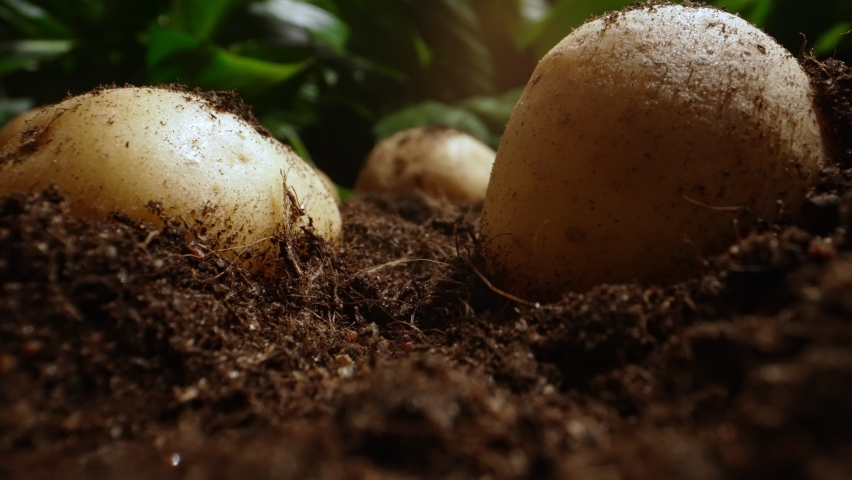 Dug up organic potatoes lie on the field. Royalty-Free Stock Footage #1090495379