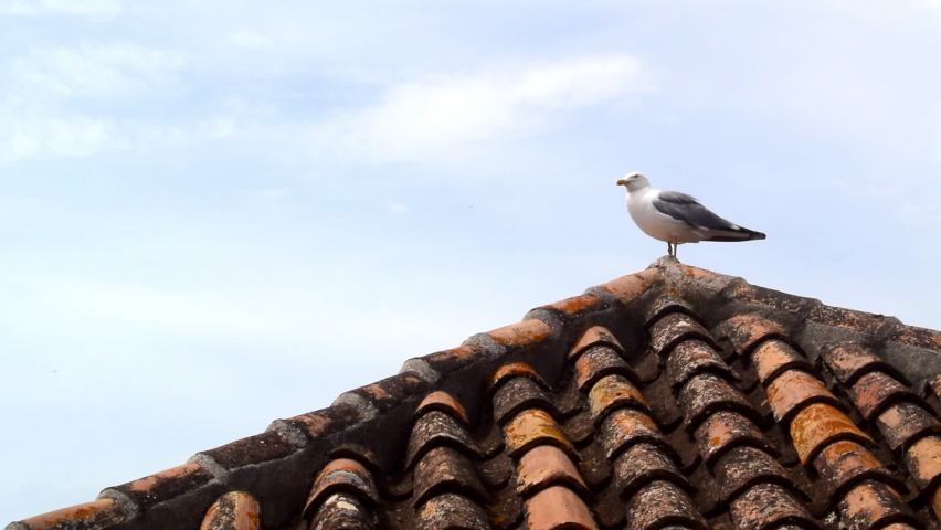 A seagull on a tiled roof screams against the sky | Shutterstock HD Video #1090496255
