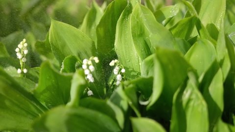 White lily of the valley flowers and young green leaves on a rainy sunny spring day
