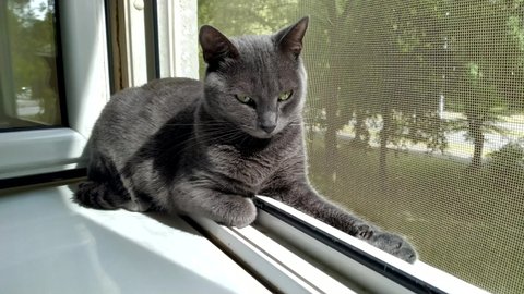 Beautiful Russian Blue Cat Sunbathes On The Window