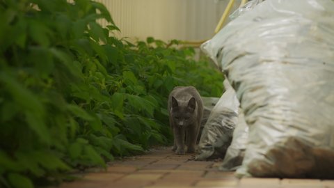 Grey domestic russian blue breed cat walking at camera with a hunting look in the yard