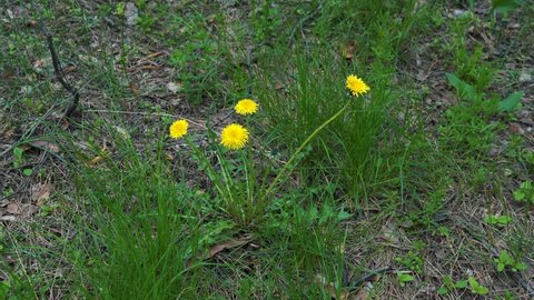 a handful of yellow dandelions grows in the forest