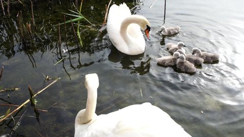 Swan family, the chicks go into the water for the first time.