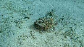Stone fish slowly jumps forwards on the sandy bottom. Reef Stonefish (Synanceia verrucosa)
