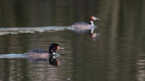 Great crested grebe couple at the courtship swimming on the lake, lower saxony, spring, (podiceps cristatus), germany