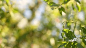 Close-up view 4k stock video footage of fresh green leaves growing on branches of tree isolated on blurry sunny green and blue garden and sky bokeh background. Natural sunny organic background