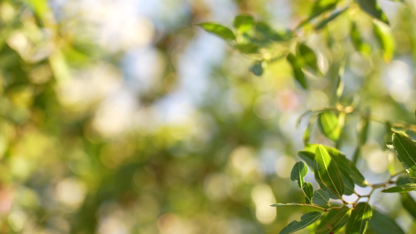 Close-up view 4k stock video footage of fresh green leaves growing on branches of tree isolated on blurry sunny green and blue garden and sky bokeh background. Natural sunny organic background | Shutterstock HD Video #1090502395