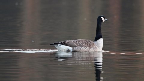 Canada goose swimming on the lake, spring, lower saxony,  (branta canadensis), germany