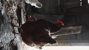 A beautiful brown hen looks around carefully and curiously, vertical video.