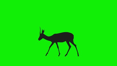 Silhouette Gazelle Animation Going Nowhere with Green Screen Background