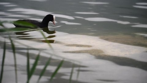 a coot in a lake putting its head in the water few times looking for food