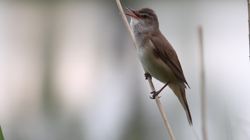 warbler sings a song sitting on a reed