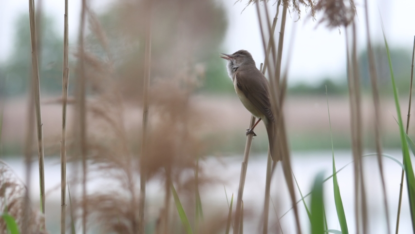 warbler sings a song sitting on a reed near a lake