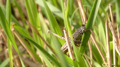 Insect grasshopper eats a blade of grass close-up