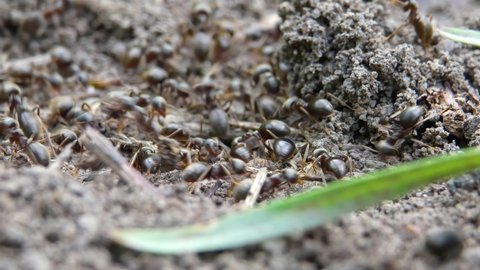 Black-Backed Meadow Ants insects Digging A Tunnel In The Ground Close-up