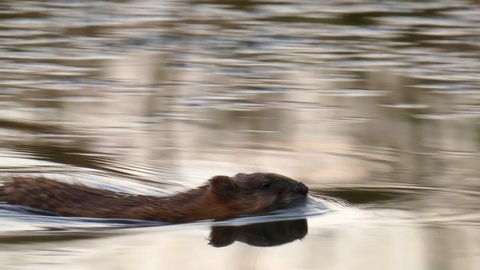 Wild muskrat swims in the river hiding in the reeds in the wetlands close-up