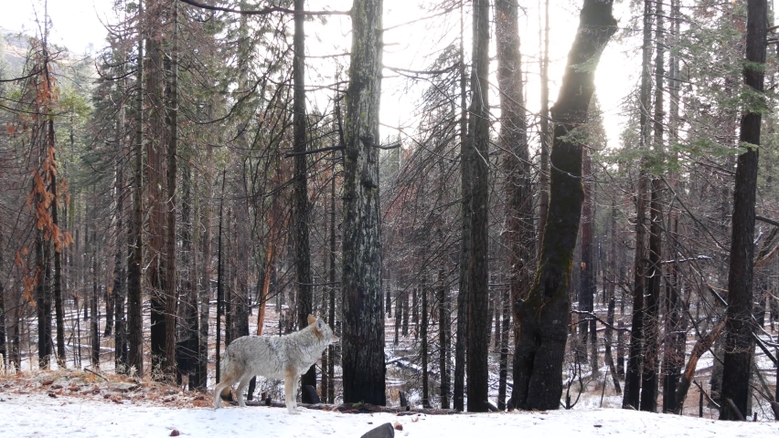 Wild furry wolf, gray coyote or grey coywolf, winter snowy forest, Yosemite national park wildlife, California fauna, USA. Undomesticated predator walking and sniffing, hybrid dog like animal standing