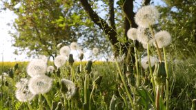 Close up of fluffy dandelion heads under small raindrops on a sunny day. Footage of spring background. Cinematic shot. Filmed in Full HD 1080p video. Slow motion clip 240 fps. Beauty of earth.