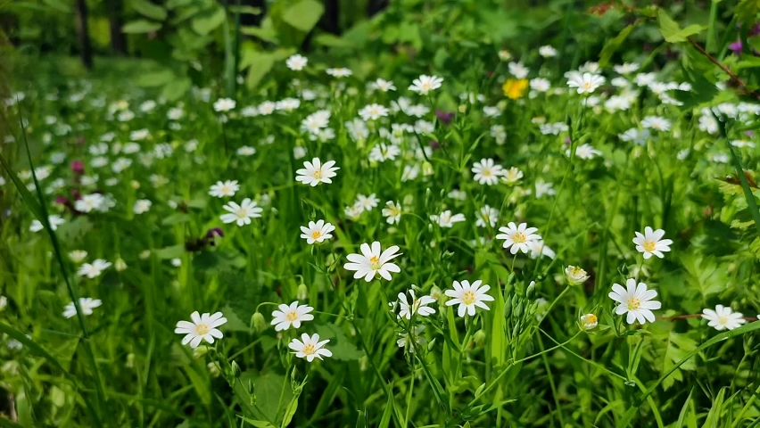 Many small white flowers grow in green grass in clearing in forest on sunny spring day. Natural background. Wild nature. Forest flower with white petals close-up. Environment protection, ecology