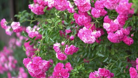 Beautiful bush of blooming pink roses in nature. Floral background closeup