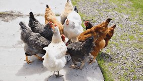 Chickens and rooster feeding on rural barnyard on grass. Hens on backyard in free range poultry eco farm. poultry farming concept.chicken coop in spring summer day, footage video.