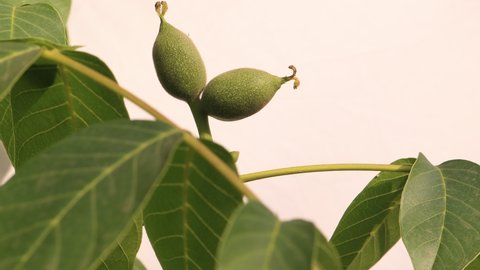 Green ovary fruits of walnuts on a branch tree