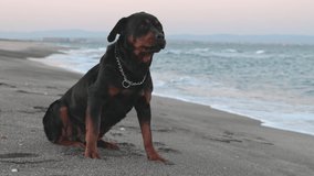 A beautiful proud big dog of the Rottweiler breed sits on a sandy beach against the backdrop of a stormy sea, and looks into the distance. HD slow-mo video