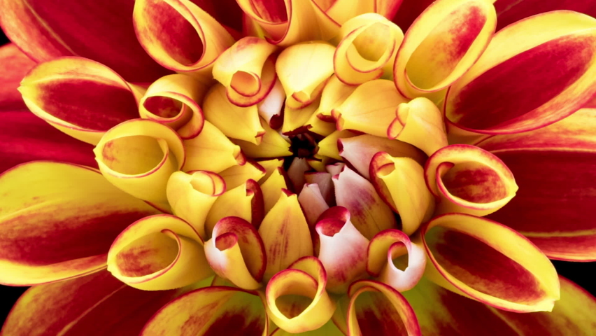 Time Lapse of blooming red yellow Dahlia, rotating. Timelapse of growing and opening beautiful flower, top view. Time-lapse blooms flower close-up.