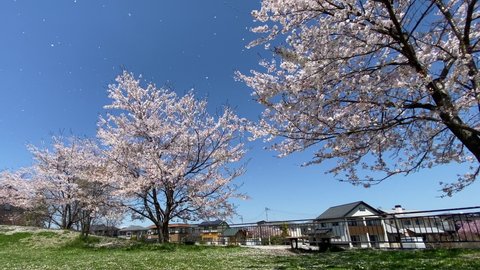Cherry blossoms in the park, Japanese residential area background. Sakura petals are blown away by the wind and scattered on the lawn. The end of spring season. Japanese nature
