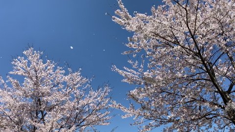 Cherry blossoms in the blue sky background. The Sakura petals are blown away by the wind. The end of spring season. Japanese nature
