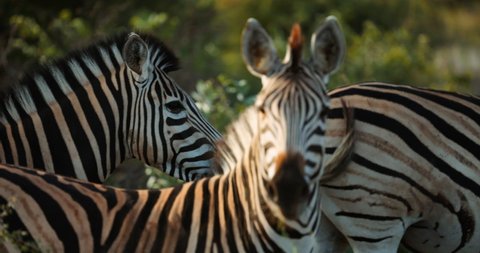 Plains Zebra Close Up, Africa Savannah, South Africa. High quality 4k footage