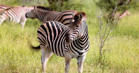 Young adolescent Plains Zebra Close Up, Africa Savannah, Kruger Park. High quality 4k footage