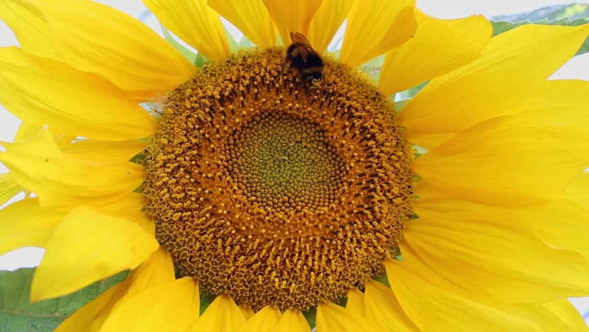 Time lapse of white tailed bumblebee, bombus terrestris, on a sunflower, helianthus Royalty-Free Stock Footage #1090518911