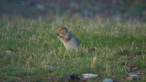 Cute wild ground squirrel chewing and eating grasses while standing