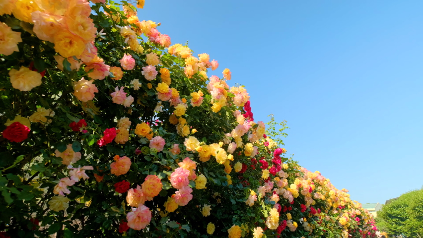 A wall full of red and yellow roses