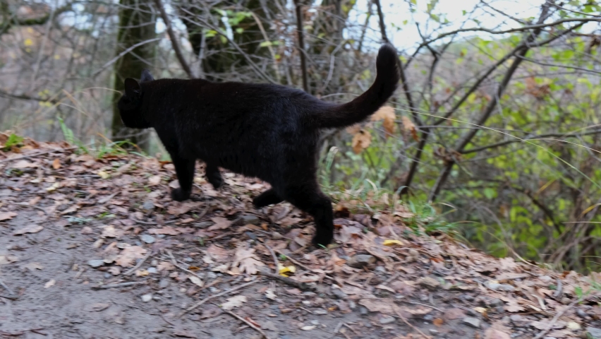 A black kitten walks in the autumn park. Walking along the pedestrian path. A free independent street cat. The cat walks by itself. A small hunter in the middle of an empty forest in search of food Royalty-Free Stock Footage #1090521963