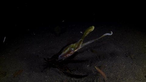 Bigfin Reef Squid - Sepioteuthis lessoniana hunts at night. Underwater life of Tulamben, Bali, Indonesia.
