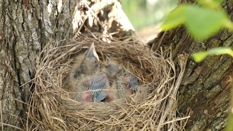 Newborn blackbird chicks sitting in the nest open their beaks wide in search of food. Natural selection and life of blackbirds in the wild.