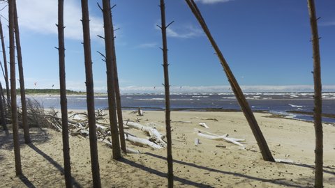 People came to the Baltic beach in a strong wind to practice kiteboarding. Sunny warm day on the coast of Latvia. Tall grass on a sandy beach.