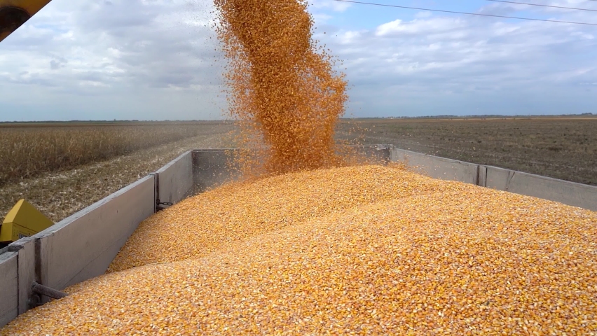 Combine Harvesting Corn And Unloading Grains Into Tractor Trailer. Corn Grain Falling from Combine Auger into Grain Cart. Harvest Time. Corn Grain Yield.  Royalty-Free Stock Footage #1090523489