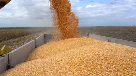 Combine Harvesting Corn And Unloading Grains Into Tractor Trailer. Corn Grain Falling from Combine Auger into Grain Cart. Harvest Time. Corn Grain Yield. 