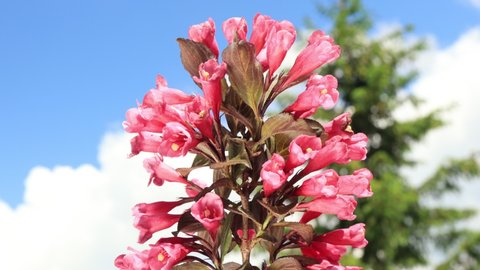 Bright pink flowers and buds of the Weigela Ruby Queen shrub against the blue sky on a sunny summer day