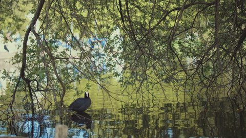 Black coot (Fulica atra) on the pond , closeup shot, Poland park
