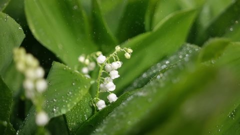 White lily of the valley flowers and young green leaves on a rainy sunny spring day