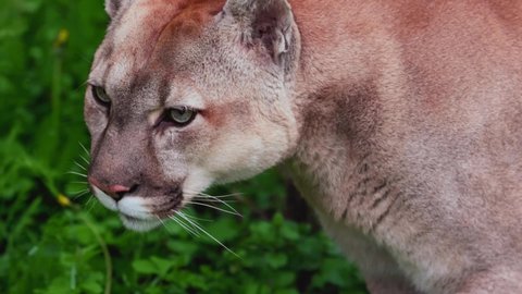 Beautiful Puma in spring forest. American cougar - mountain lion. Wild cat walks in the forest, scene in the woods. Wildlife America. Slow motion 120 fps