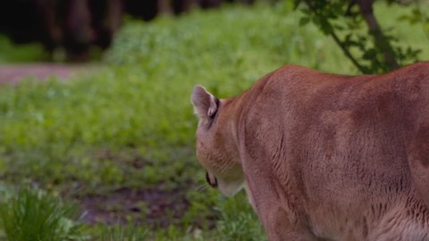 Beautiful Puma in spring forest. American cougar - mountain lion. Wild cat walks in the forest, scene in the woods. Wildlife America. Slow motion 120 fps
