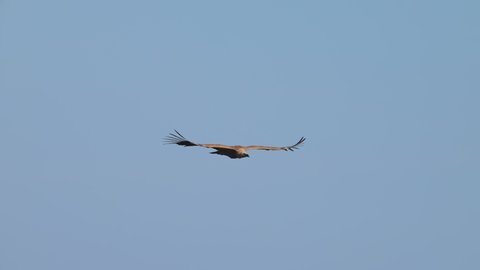 One griffon vulture (Gyps fulvus) flying in front of blue sky, sunny day in springtime, Cres (Croatia)