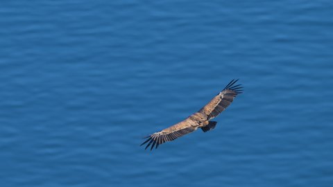 One griffon vulture (Gyps fulvus) flying in front of blue sea, sunny day in springtime, Cres (Croatia)