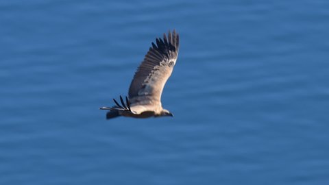 One griffon vulture (Gyps fulvus) flying in front of blue sea, sunny day in springtime, Cres (Croatia)