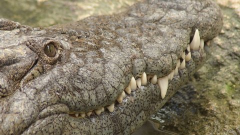 Crocodile mouth with teeth. Nile crocodile